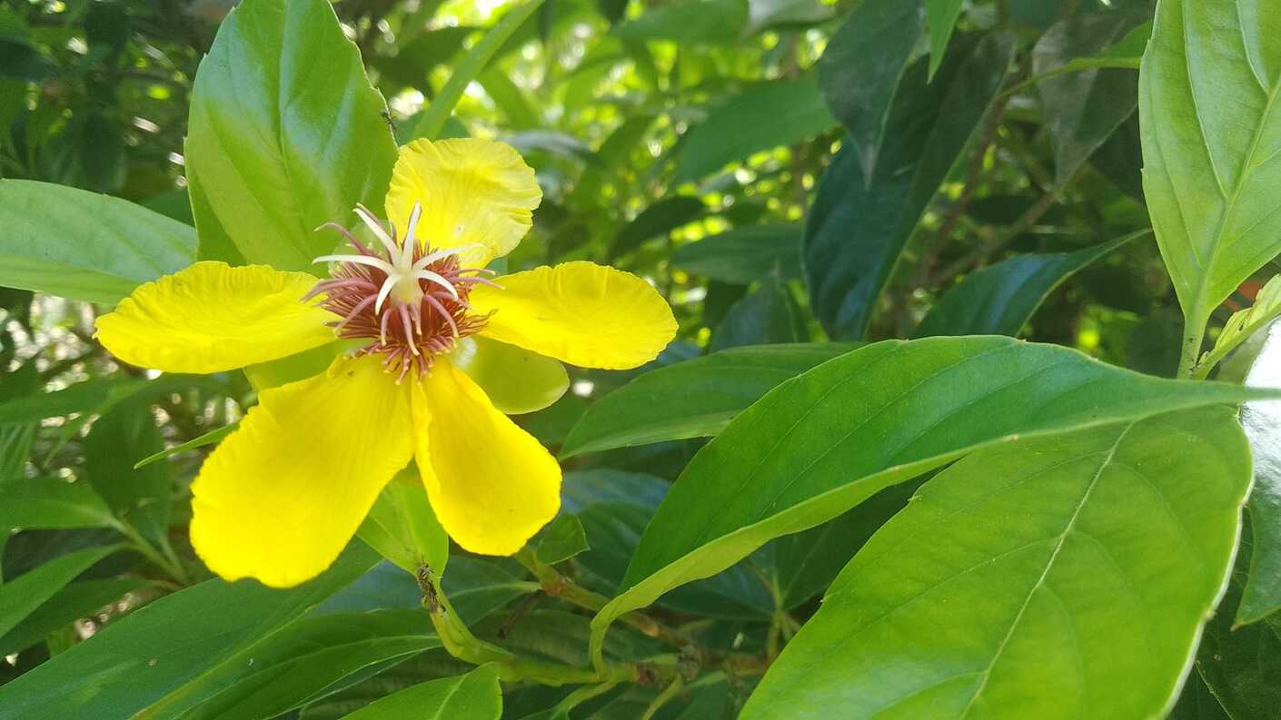 Flower in Sibuyan Island forest